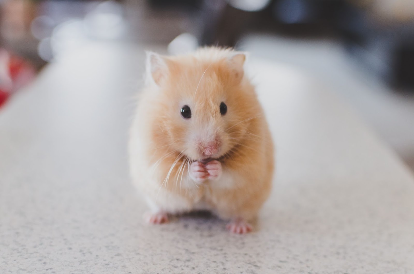 A brown hamster with long whiskers sitting on wood shavings in a cage, looking at the camera.