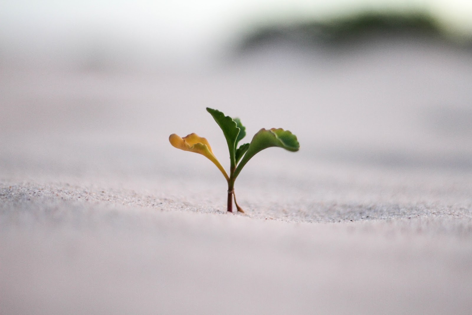 Plant twig on wooden surface surrounded by lush trees in a natural landscape.