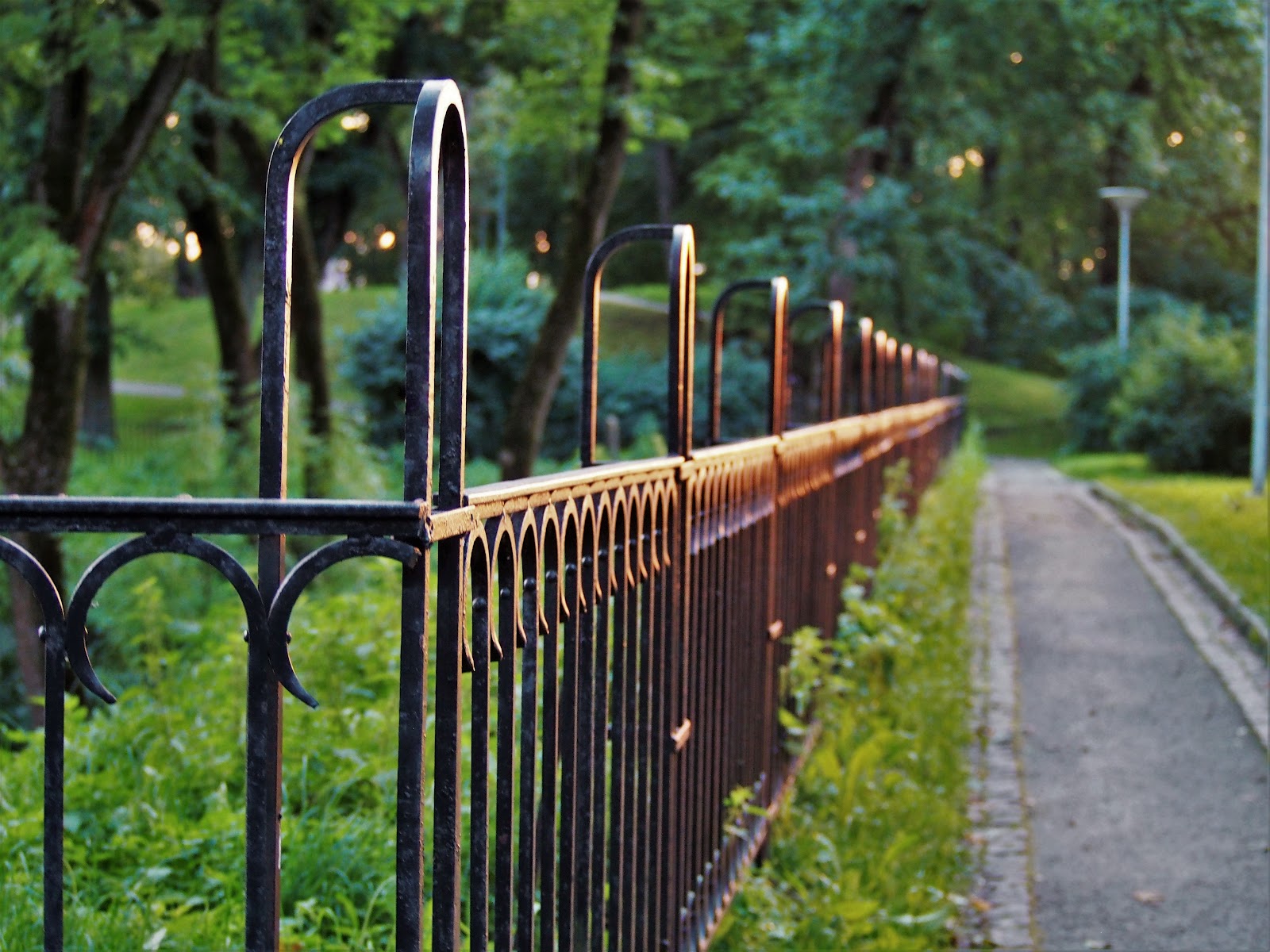 Lush green plant surrounded by wooden fence, grass, and trees.